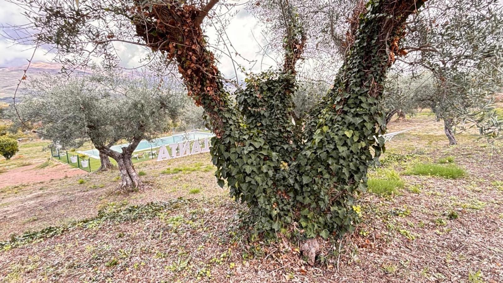 Casa Rural Atalanta De La Vera 하라이스 데 라 베라 외부 사진